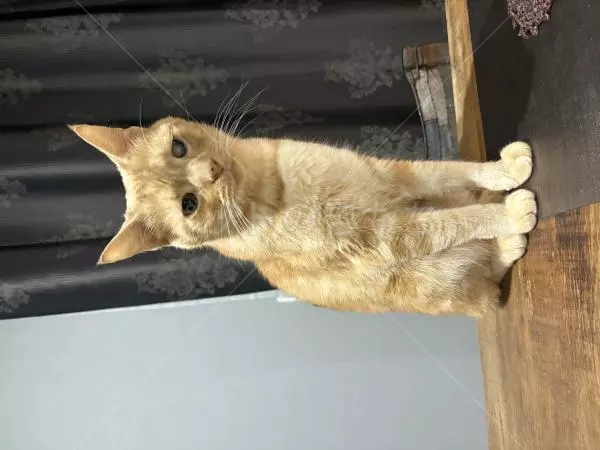 迷子猫の画像