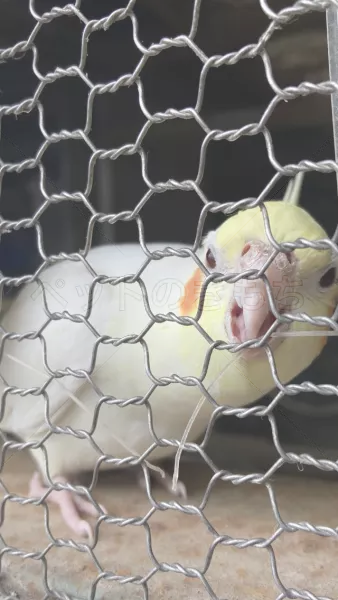 コメントの画像