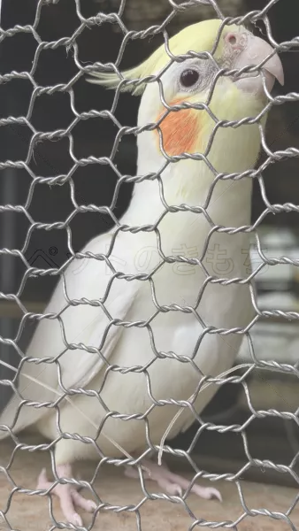 コメントの画像