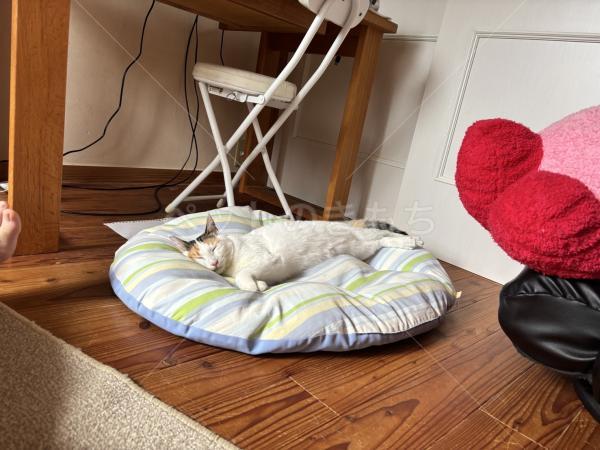 迷子猫の画像
