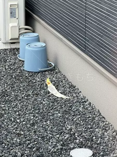 コメントの画像