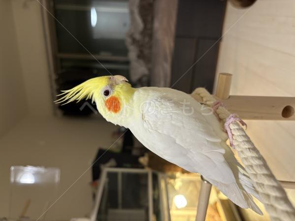 迷子鳥の画像