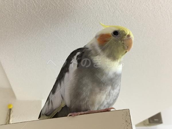 迷子鳥の画像