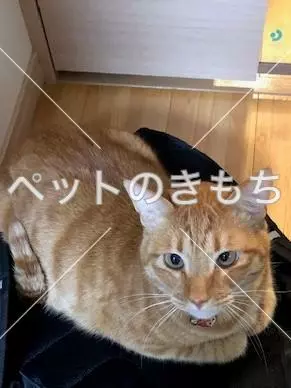 迷子猫の画像