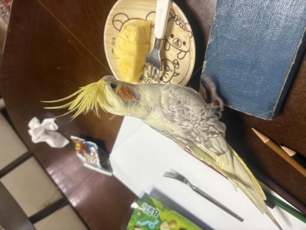 迷子鳥の画像