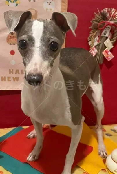 迷子犬の画像