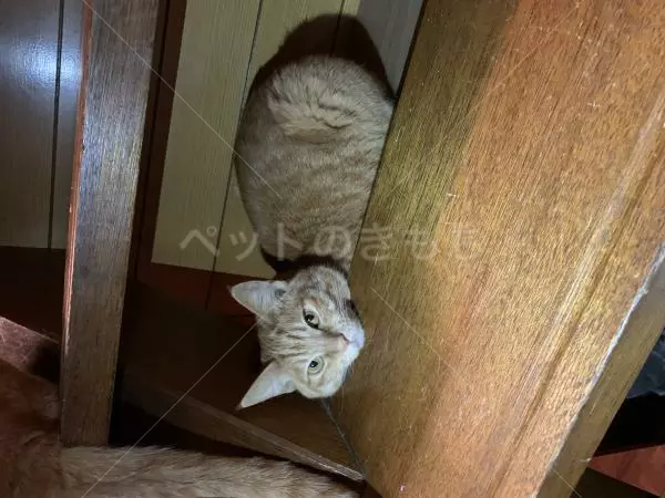 迷子猫の画像