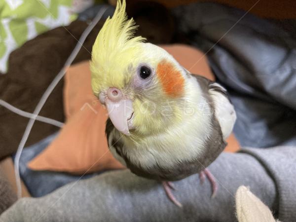 迷子鳥の画像