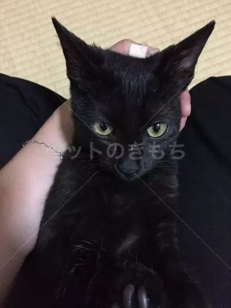 保護猫の画像