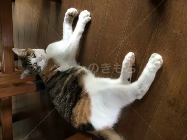 迷子猫の画像