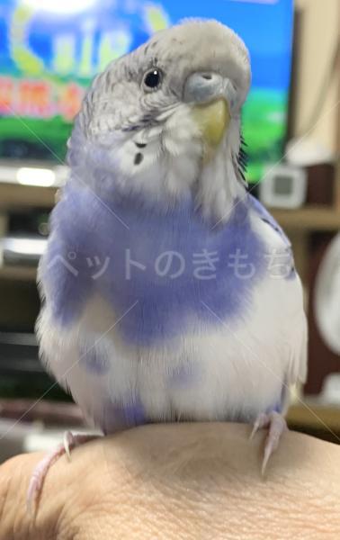 保護鳥の画像