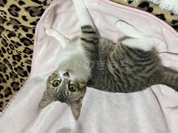 迷子猫の画像