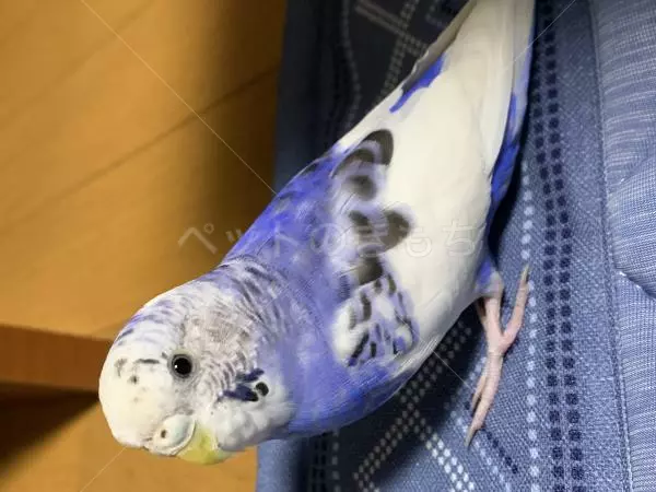 コメントの画像