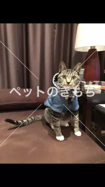 迷子猫の画像