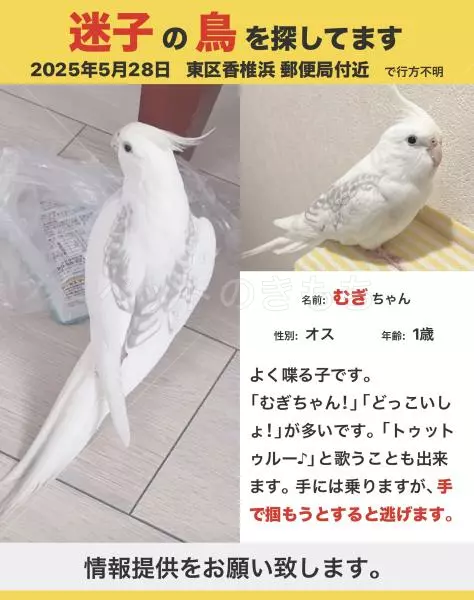 迷子鳥の画像