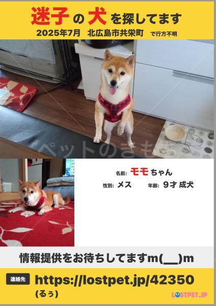 迷子犬の画像