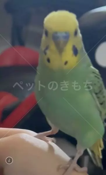 迷子鳥の画像