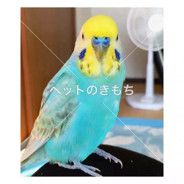 迷子鳥の画像
