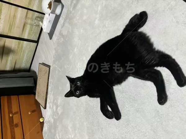 迷子猫の画像