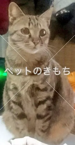 迷子猫の画像