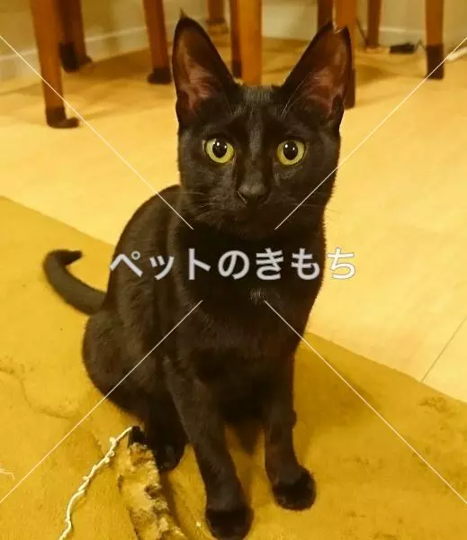 迷子猫の画像