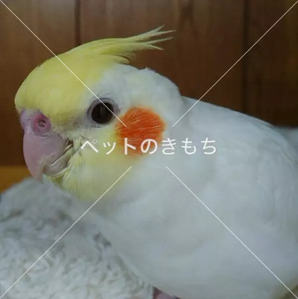 迷子鳥の画像