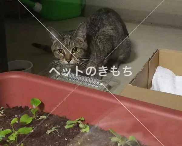 コメント投稿の画像