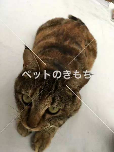 迷子猫の画像