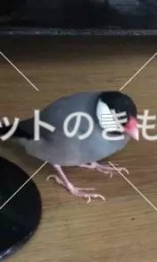 迷子鳥の画像