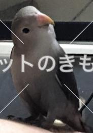 迷子鳥の画像