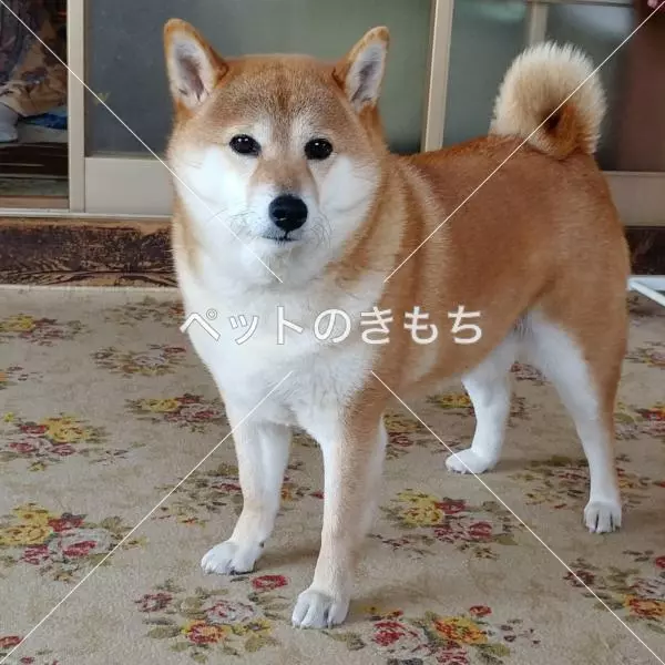 迷子犬の画像