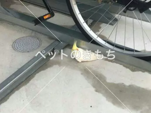 コメント投稿の画像