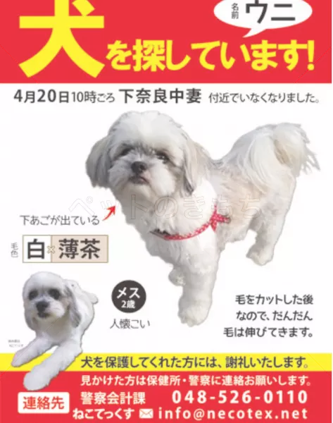 迷子犬の画像