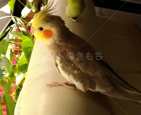 迷子鳥の画像