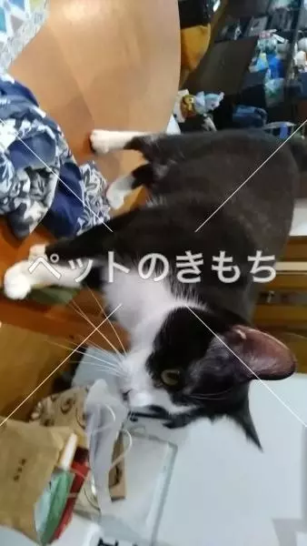 コメント投稿の画像