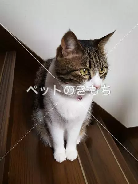 迷子猫の画像
