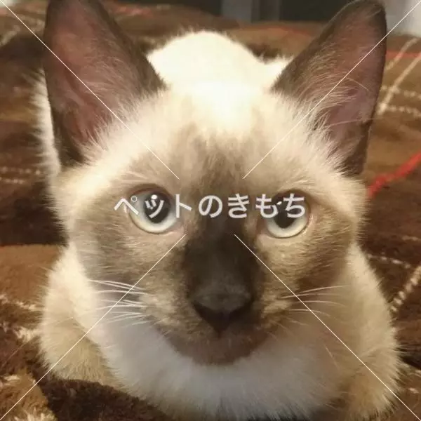 迷子猫の画像