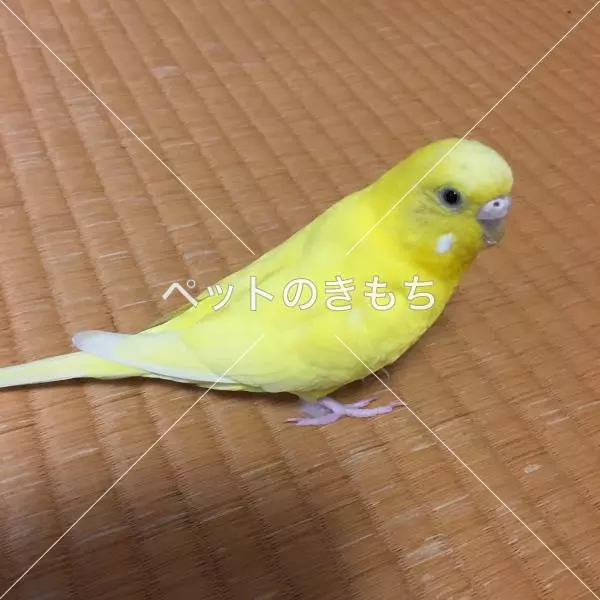 迷子鳥の画像