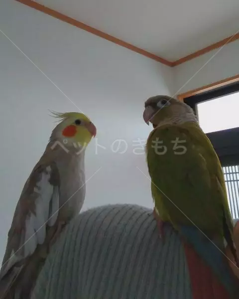 迷子鳥の画像