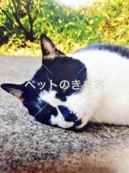 迷子猫の画像