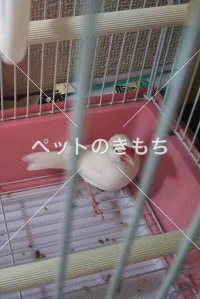 保護鳥の画像