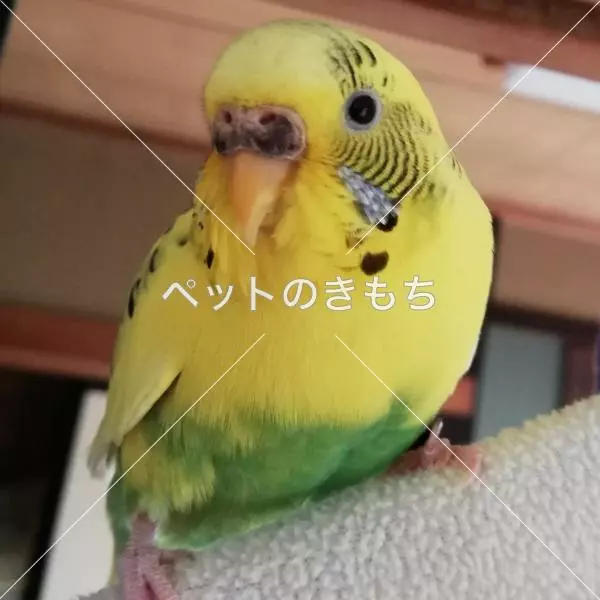 迷子鳥の画像
