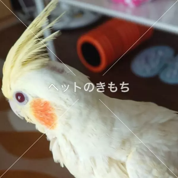 迷子鳥の画像