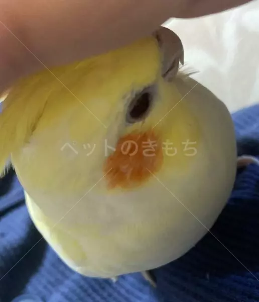 迷子鳥の画像