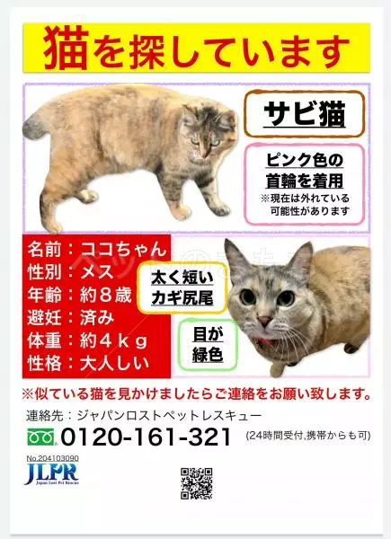 迷子猫の画像