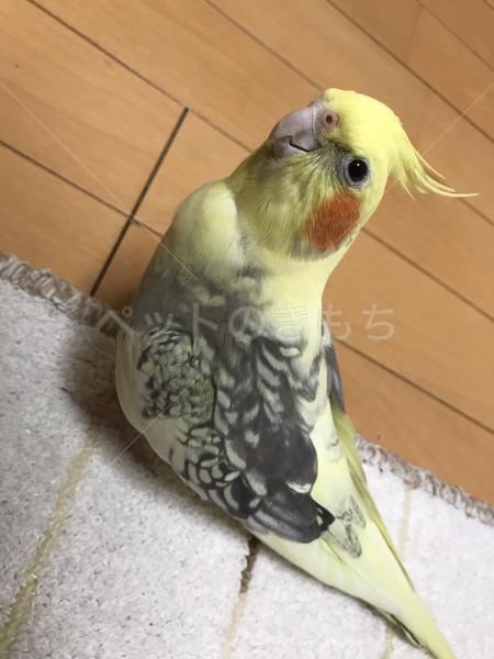 迷子鳥の画像