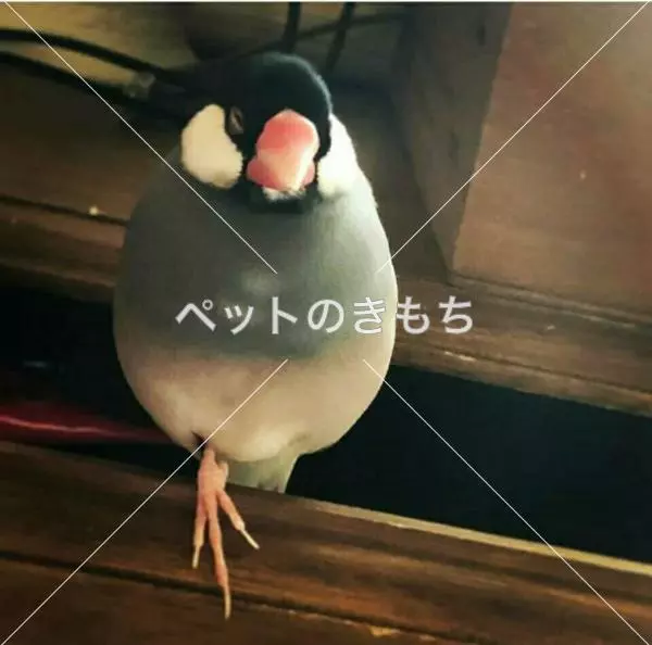 迷子鳥の画像