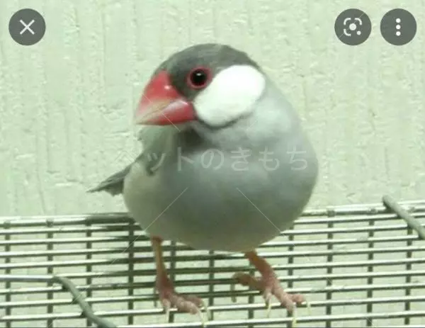 迷子鳥の画像