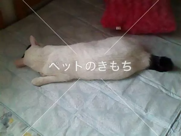 迷子猫の画像