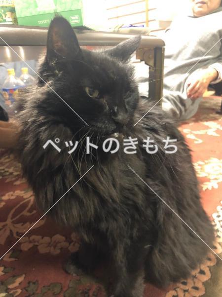 迷い猫の写真